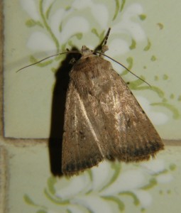 DSC06312.JPG