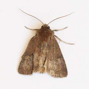 Copie de IMG_1139.jpg
