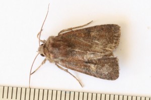 Copie de IMG_1128.jpg