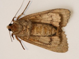 Copie de IMG_0731.jpg