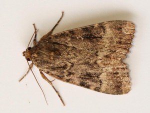 Copie de IMG_0727.jpg
