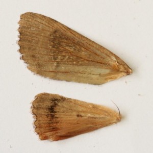 Copie de IMG_0740.jpg