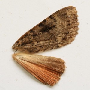 Copie de IMG_0749.jpg