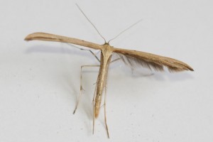 Copie de IMG_1271.jpg