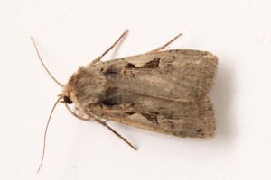 Copie de IMG_1367.jpg