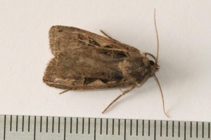 Copie de IMG_1364.jpg