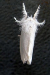Euprocris similis-03036.JPG