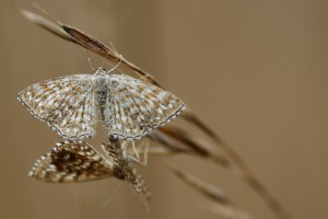 DSC_8701.jpg