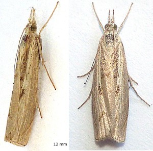 agriphila .jpg