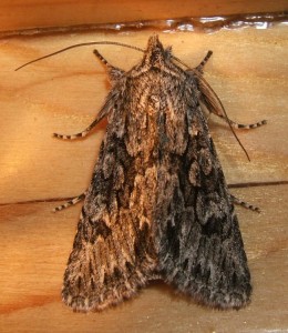 voir Noctuidae 09676 Xylocampa areola (4%).JPG