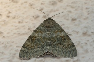 C.elocata-ppc1985.jpg