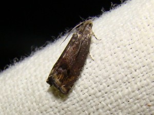 DSC04754.JPG
