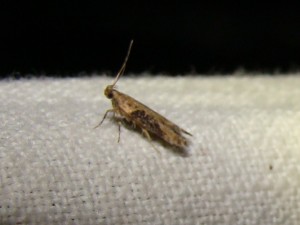 DSC04764.JPG