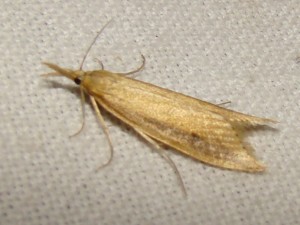 Chilo phragmitella (Brenne).JPG