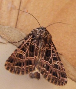 voir 4848 Heliophobus reticulata ou Sideridis kitti 2008.06.24 (1%).JPG