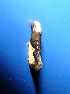 Monopis monachella (Brenne).JPG
