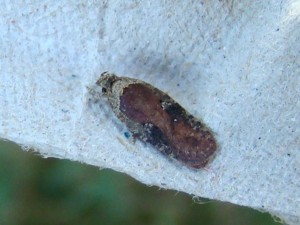 Agonopterix purpurea (Brenne).JPG