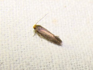 DSC04617.JPG