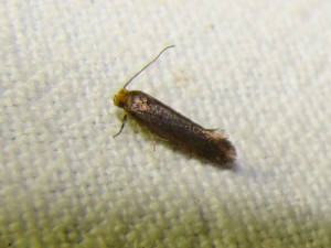 Incurvariidae.JPG