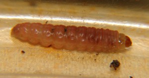 DSC06619.JPG