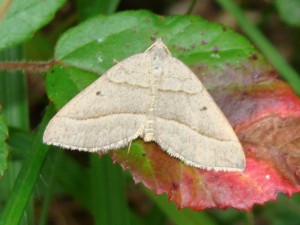 Scotopteryx - Brenne.JPG