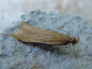 Helcystogramma rufescens.JPG