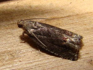 Celypha - Brenne.JPG