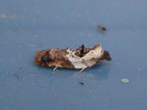 Acleris permutana - Brenne.JPG
