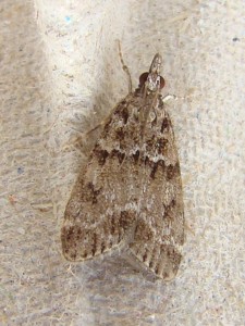 Scoparia ambigualis - Brenne.JPG