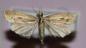 inqui1.jpg