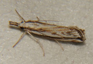 DSC06405.JPG
