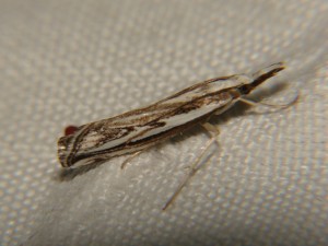 DSC06489.JPG