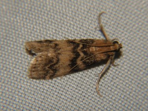 DSC06470.JPG
