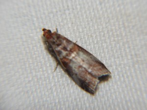 DSC06451.JPG