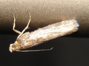 DSC06496.JPG