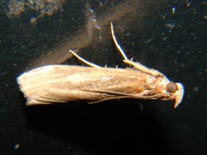 DSC06539.JPG