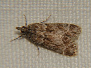 DSC06485.JPG