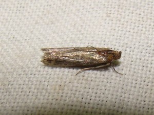 DSC04685.JPG
