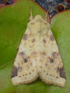 Xanthia icteritia (Dépt 43).JPG