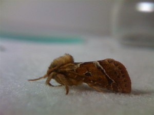 Triodia sylvina 070910 1.jpg
