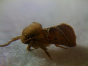Triodia sylvina 070910 2.jpg