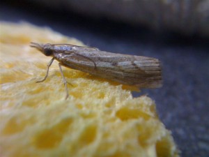 Agriphila inquinatella 100910 2.jpg