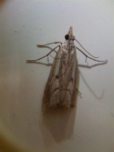 Agriphila inquinatella 100910 4.jpg