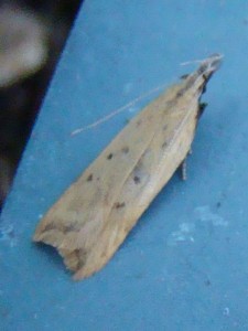 DSC04414.JPG