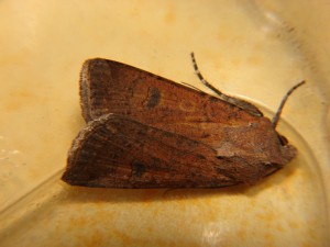 DSC06641.JPG