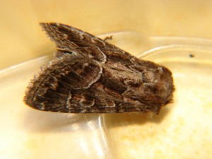 DSC06649.JPG