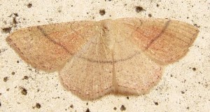 3564 Geometridae Sterrhinae Cyclophora ruficiliaria, L'Ephyre Trois-Cerceaux 2008.07.20 (1%).JPG