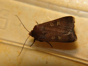 DSC06650.JPG