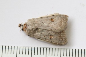 Copie de IMG_1713.jpg
