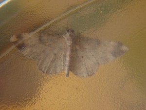 DSC06666.JPG